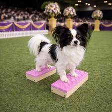 Handcrafted Dog Training