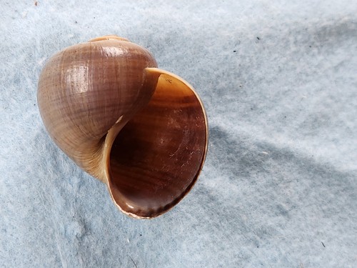 Authentic florida apple snail - florida,