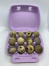 Fertile Jumbo Quail Eggs for