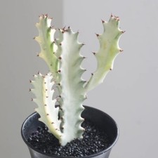 12CM Succulent Cactus Plant