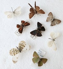 Butterfly Collection Set x8
