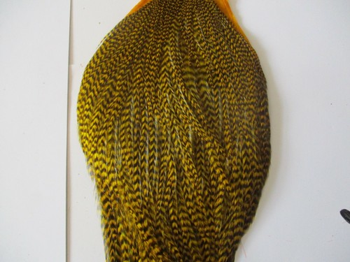 Premium cock cape neck - , yellow
