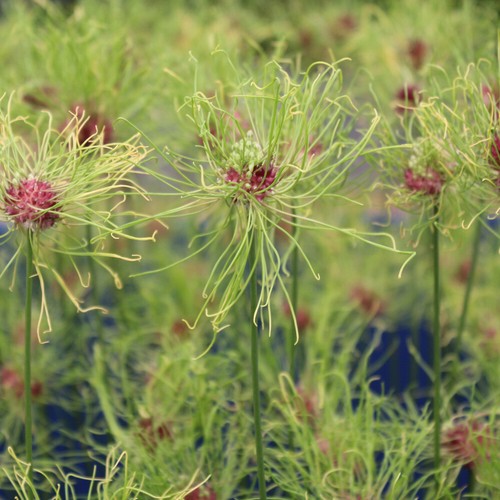 Allium hair low - allium,