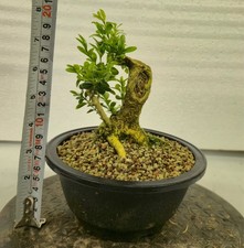 shohin buxus bonsai project