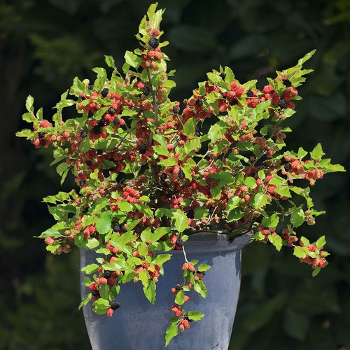 Fruit trees dwarf - trees,,