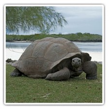 2 x Square Stickers 10 cm -