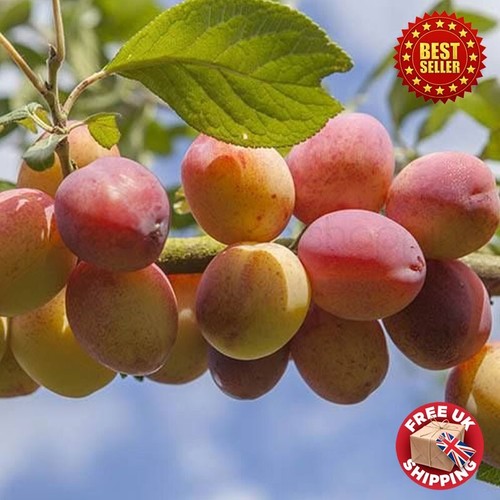 Feet dwarf plum - -,