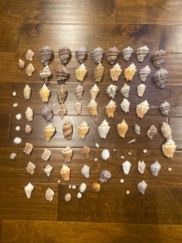 Lot seashells lbs - lot,