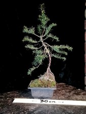 English yew bonsai starter in training outdoor evergreen