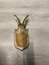 Taxidermy Hare Head very good