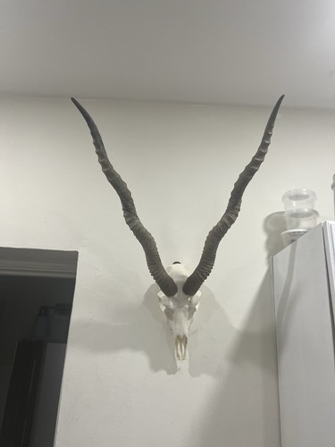 Blackbuck skull rustic exotic - rustic,
