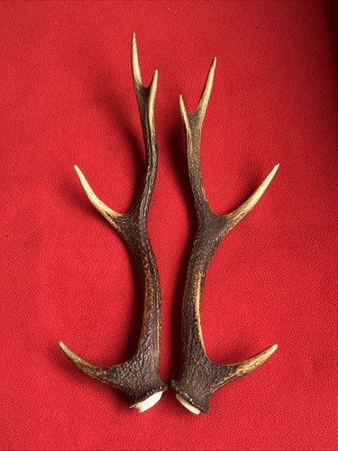 Pair sika deer antlers - pair,