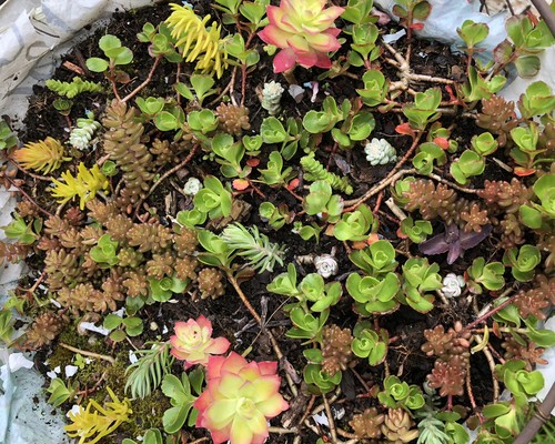 20x mixed sedum - 20x,