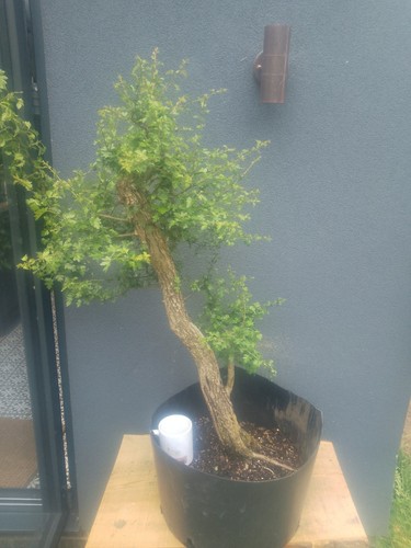 Hawthorn bonsai tree yamadori - tree,