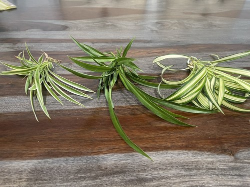 Spider plants - 15,