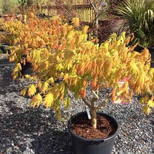 Acer shirasawanum moonrise - shirasawanum, 'moonrise'
