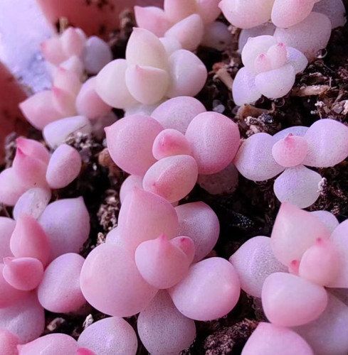 Pachyphytum hybrid seeds 10 - seeds,,