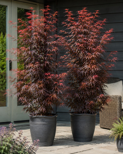 Japanese maple acer - 2x,