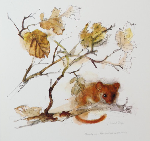 Hazel dormouse wildlife - dormouse, print