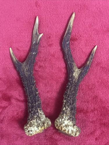 Pair roe deer - pair,