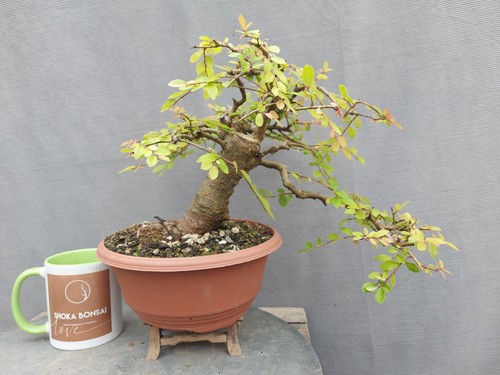 Chunky trunk semi cascade - chunky,