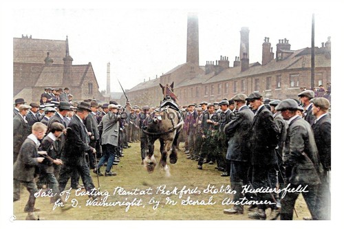 Ptc5939 yorks early horse - -,