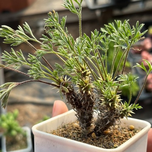3cm succulent cactus - 3cm, plant
