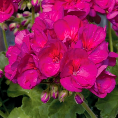 Basket tub plug plants - plants, lrg