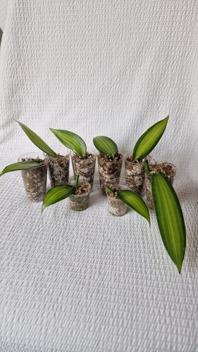 Vanilla planifolia - vanilla,