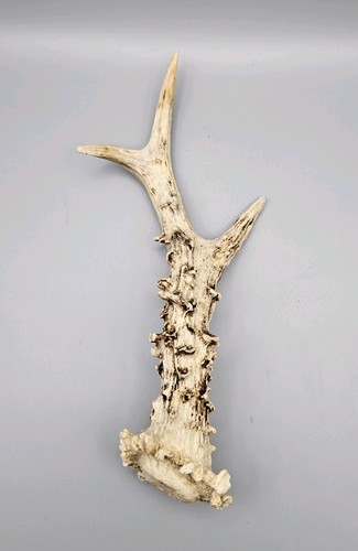 Roe deer antler - single,