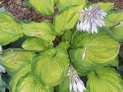 Hosta california gold - hosta,