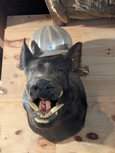 Happy mounted boar - mounted, boar's