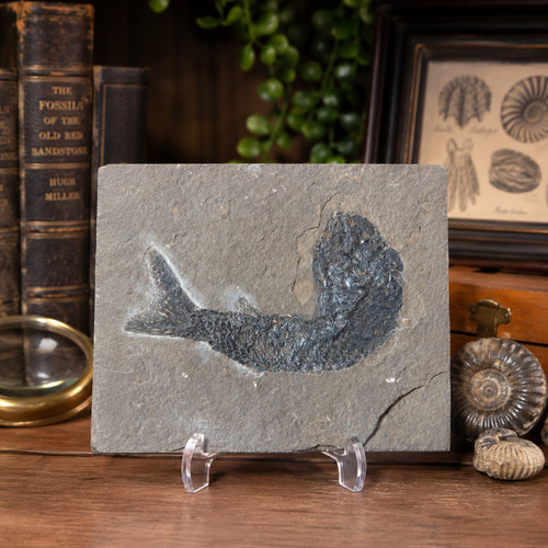Rare fossil fish - rare,
