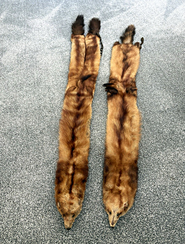 Pair fox stoat - pair, of