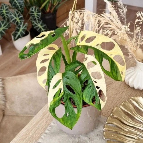 Monstera adansonii albo - adansonii,