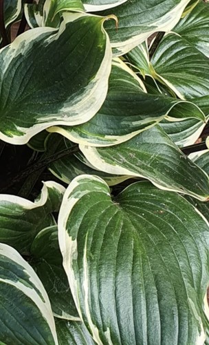 Hosta sorbet medium - hosta ,