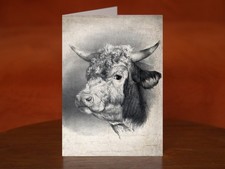 The head of a thoroughbred