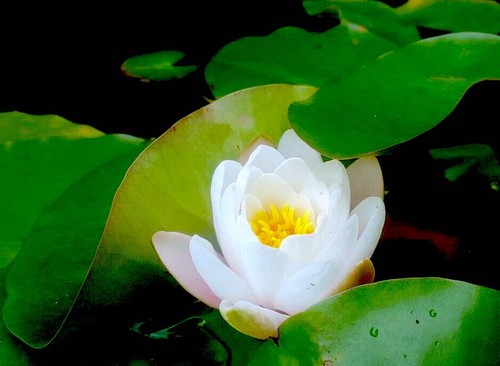 Water lily pond - pond, and