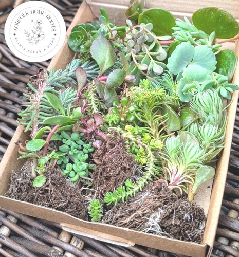 Winter hardy sedum - winter,