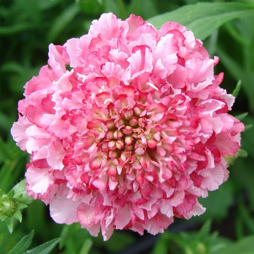 Scabious kudos pink hardy - scabious,