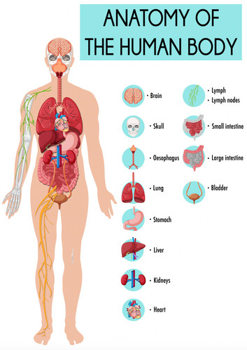 Educational anatomy human - anatomy, of