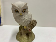Baby Owl By John Aynsley 1975