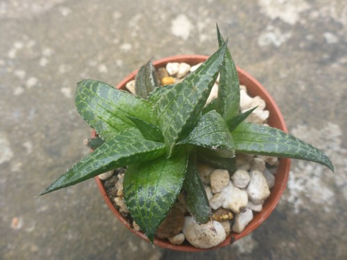 Haworthia tessellata ib6736 - haworthia,
