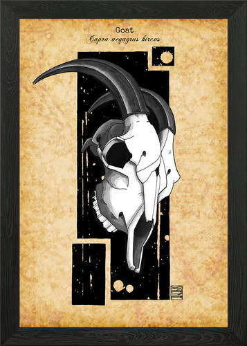 Goat skull framed wall - framed,