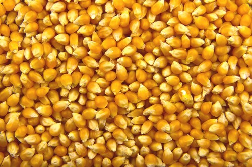 Popcorn kernels seeds popping - seeds,