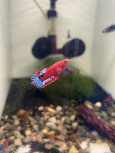 Red hellboy female betta - hellboy,