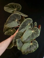 XLL Begonia Silver Edge Burkilii. Very Large  Plant,  Blue Iridescence