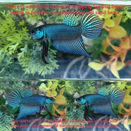 Green wild betta - green,