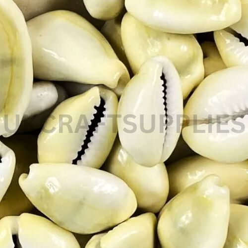 Pcs natural cowrie - natural,
