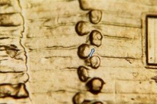 2009 D EC WDDR-017 Lincoln